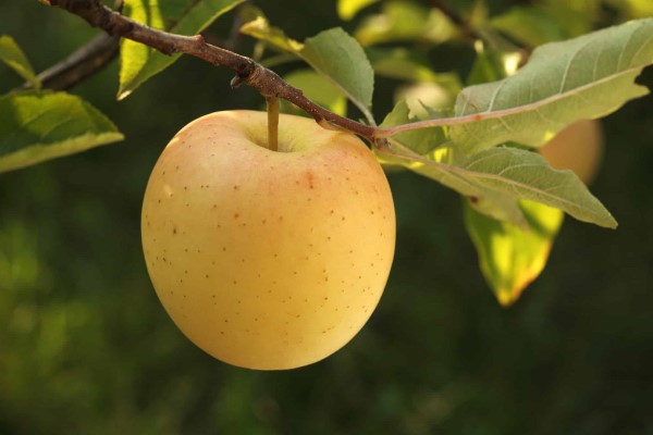 تصویر 3 از خرید و قیمت سیب زرد لبنانی + فروش عمده
